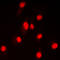 DNA Ligase 4 antibody, LS-C352452, Lifespan Biosciences, Immunofluorescence image 