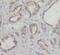 Peroxiredoxin 4 antibody, FNab06757, FineTest, Immunohistochemistry paraffin image 