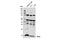 APR antibody, 14766S, Cell Signaling Technology, Western Blot image 