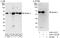 Atlastin GTPase 3 antibody, A303-312A, Bethyl Labs, Western Blot image 