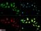 ATP Binding Cassette Subfamily F Member 2 antibody, NB400-115, Novus Biologicals, Immunocytochemistry image 