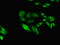 Early Growth Response 2 antibody, orb52519, Biorbyt, Immunocytochemistry image 