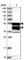 Caspase Recruitment Domain Family Member 8 antibody, HPA042071, Atlas Antibodies, Western Blot image 