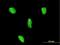 LIM Homeobox 3 antibody, H00008022-M08, Novus Biologicals, Immunofluorescence image 