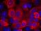 3-Phosphoinositide Dependent Protein Kinase 1 antibody, orb14422, Biorbyt, Immunocytochemistry image 