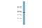 NudC Domain Containing 3 antibody, A13207, Boster Biological Technology, Western Blot image 