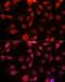 CD34 antibody, LS-B15341, Lifespan Biosciences, Immunofluorescence image 