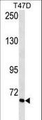 Vitronectin antibody, LS-C157359, Lifespan Biosciences, Western Blot image 