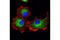 Protein Disulfide Isomerase Family A Member 4 antibody, 5033P, Cell Signaling Technology, Immunofluorescence image 