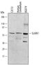 SLAIN Motif Family Member 1 antibody, PA5-47760, Invitrogen Antibodies, Western Blot image 
