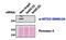 SET Domain Containing 2, Histone Lysine Methyltransferase antibody, orb19663, Biorbyt, Western Blot image 