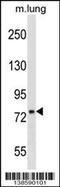 DnaJ Heat Shock Protein Family (Hsp40) Member C10 antibody, 60-053, ProSci, Western Blot image 