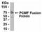 Potassium Channel Modulatory Factor 1 antibody, XW-7761, ProSci, Western Blot image 
