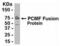 E3 ubiquitin-protein ligase KCMF1 antibody, XW-7761, ProSci, Western Blot image 