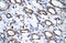 Autophagy Related 4B Cysteine Peptidase antibody, 28-091, ProSci, Immunohistochemistry frozen image 