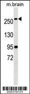 FAS antibody, TA324351, Origene, Western Blot image 