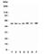 Potassium voltage-gated channel subfamily A member 1 antibody, R31420, NSJ Bioreagents, Western Blot image 