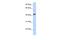 PR/SET Domain 15 antibody, PA5-41210, Invitrogen Antibodies, Western Blot image 