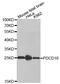 Programmed Cell Death 10 antibody, PA5-76681, Invitrogen Antibodies, Western Blot image 