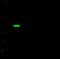 Tripartite Motif Containing 37 antibody, GTX02490, GeneTex, Western Blot image 