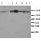 DCC Netrin 1 Receptor antibody, orb97036, Biorbyt, Western Blot image 