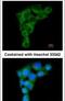 Golgi Associated, Gamma Adaptin Ear Containing, ARF Binding Protein 2 antibody, PA5-29464, Invitrogen Antibodies, Immunofluorescence image 