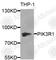 Phosphoinositide-3-Kinase Regulatory Subunit 1 antibody, A0054, ABclonal Technology, Western Blot image 