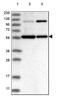 Pleiotropic Regulator 1 antibody, HPA035931, Atlas Antibodies, Western Blot image 