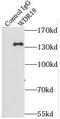 WD Repeat Domain 19 antibody, FNab09485, FineTest, Immunoprecipitation image 