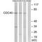 Cell Division Cycle 40 antibody, PA5-50092, Invitrogen Antibodies, Western Blot image 