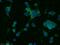 Synaptophysin antibody, 60191-1-Ig, Proteintech Group, Immunofluorescence image 