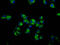 G Protein Subunit Alpha 12 antibody, LS-C680533, Lifespan Biosciences, Immunofluorescence image 