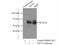 Asparagine Synthetase (Glutamine-Hydrolyzing) antibody, 14681-1-AP, Proteintech Group, Immunoprecipitation image 