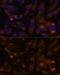 Succinate-CoA Ligase GDP-Forming Beta Subunit antibody, GTX66548, GeneTex, Immunofluorescence image 