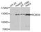 Roundabout Guidance Receptor 4 antibody, orb374282, Biorbyt, Western Blot image 