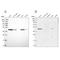 Adenosylhomocysteinase antibody, NBP2-48817, Novus Biologicals, Western Blot image 