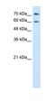 PO antibody, orb324958, Biorbyt, Western Blot image 