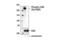 Carbamoyl-Phosphate Synthetase 2, Aspartate Transcarbamylase, And Dihydroorotase antibody, 70307S, Cell Signaling Technology, Western Blot image 