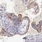 Transcription Elongation Factor A N-Terminal And Central Domain Containing antibody, HPA001013, Atlas Antibodies, Immunohistochemistry frozen image 