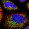 Diablo IAP-Binding Mitochondrial Protein antibody, HPA001825, Atlas Antibodies, Immunofluorescence image 