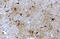 Glutamate Decarboxylase 1 antibody, 46-779, ProSci, Western Blot image 