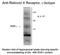 Retinoid X Receptor Gamma antibody, NB200-321, Novus Biologicals, Western Blot image 