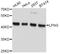 LFNG O-Fucosylpeptide 3-Beta-N-Acetylglucosaminyltransferase antibody, A10872, ABclonal Technology, Western Blot image 
