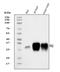 Four And A Half LIM Domains 2 antibody, A02129-2, Boster Biological Technology, Western Blot image 
