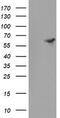 Formimidoyltransferase Cyclodeaminase antibody, TA504945S, Origene, Western Blot image 