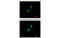Protein Disulfide Isomerase Family A Member 5 antibody, MBS835290, MyBioSource, Immunofluorescence image 