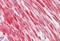 Myogenic Differentiation 1 antibody, MBS248172, MyBioSource, Immunohistochemistry frozen image 