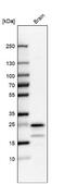 Transmembrane protein 35 antibody, NBP2-31877, Novus Biologicals, Western Blot image 