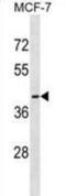 Olfactory Receptor Family 56 Subfamily B Member 1 antibody, abx030214, Abbexa, Western Blot image 