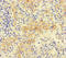 Neogenin 1 antibody, orb45418, Biorbyt, Immunohistochemistry paraffin image 